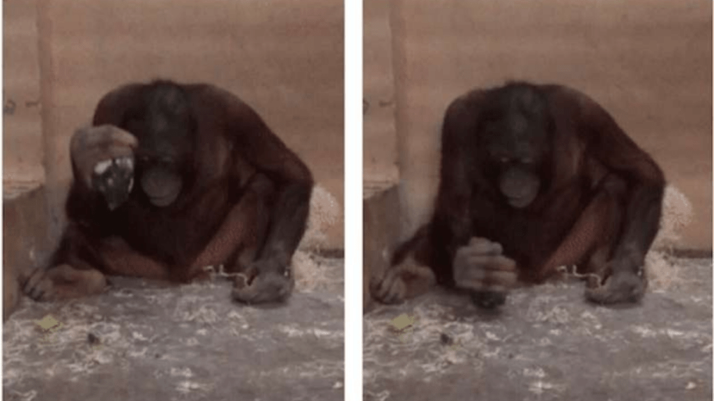 Orangotangos Instintivamente Usam Martelos para Golpear e Pedras Afiadas para Cortar