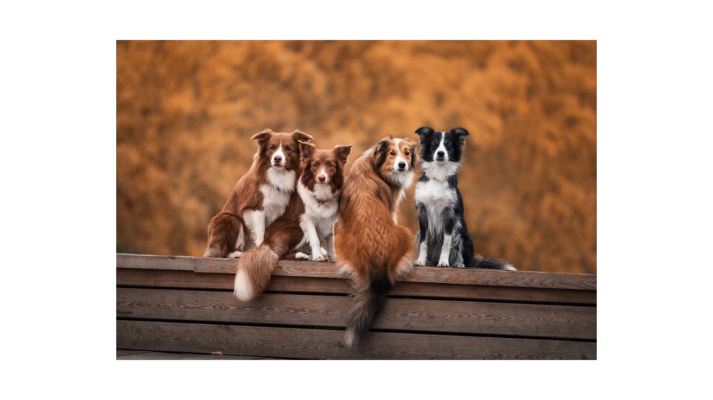 Para que servem as caudas dos animais? Em especial os cachorros.