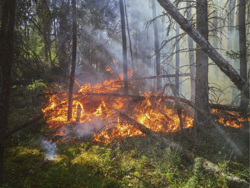 Incêndio em floresta.