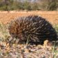 Equidna