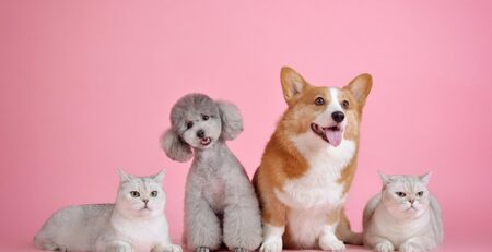 Cientistas dizem que cães e gatos estão mais parecidos.