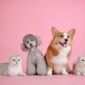 Cientistas dizem que cães e gatos estão mais parecidos.