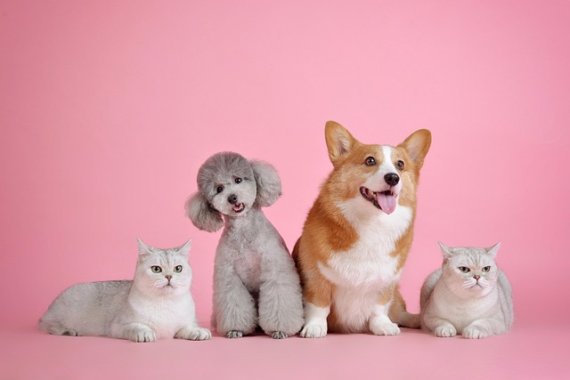 Cientistas dizem que cães e gatos estão mais parecidos.